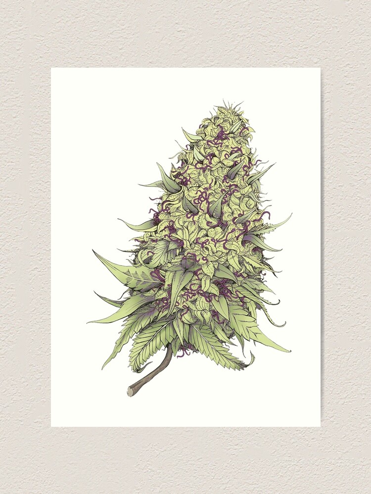 Cannabid Purple Indica Hybrid Marijuana Purple Gorilla Cannabis Art Print  for Sale by Turtlessss