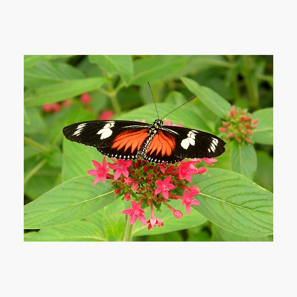 Butterfly (Doris Longwing ) Photographic Print