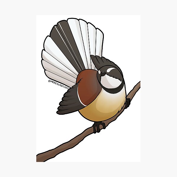 Fatty Fantail 1 Photographic Print
