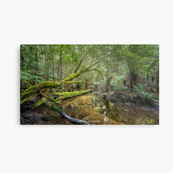 Stillness. Mt Field, Tasmania Metal Print