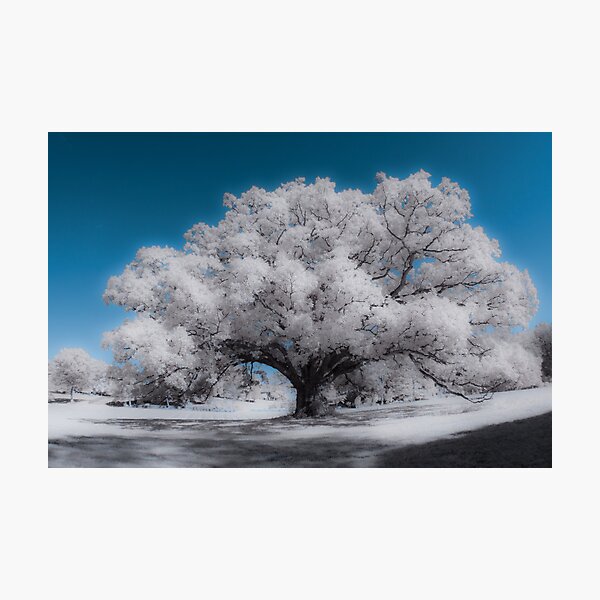 Item preview, Lonely Tree designed and sold by Marzena Grabczynska.