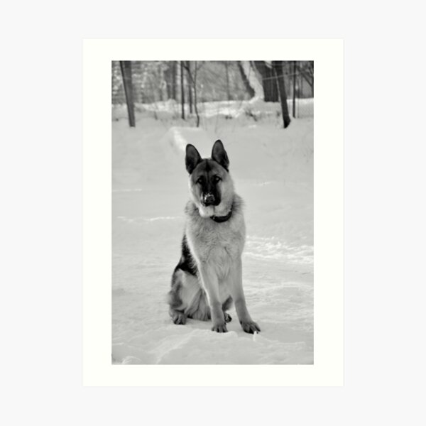 Staying watch - German shepherd Art Print