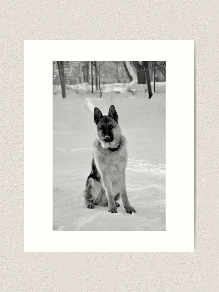 Alternate view of Staying watch - German shepherd Art Print