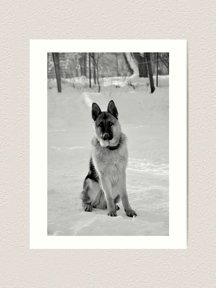 Alternate view of Staying watch - German shepherd Art Print