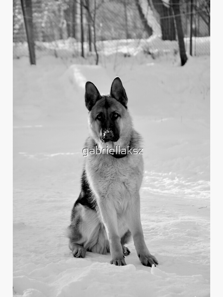 Staying watch - German shepherd by gabriellaksz