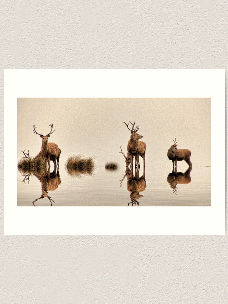 Alternate view of Deer on the Water Art Print
