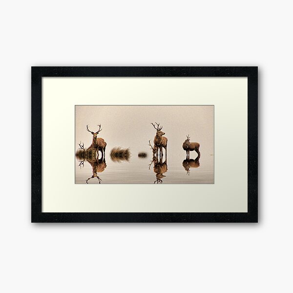Deer on the Water Framed Art Print