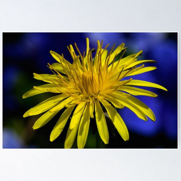 Item preview, The Lowly Dandelion designed and sold by TeresaB.