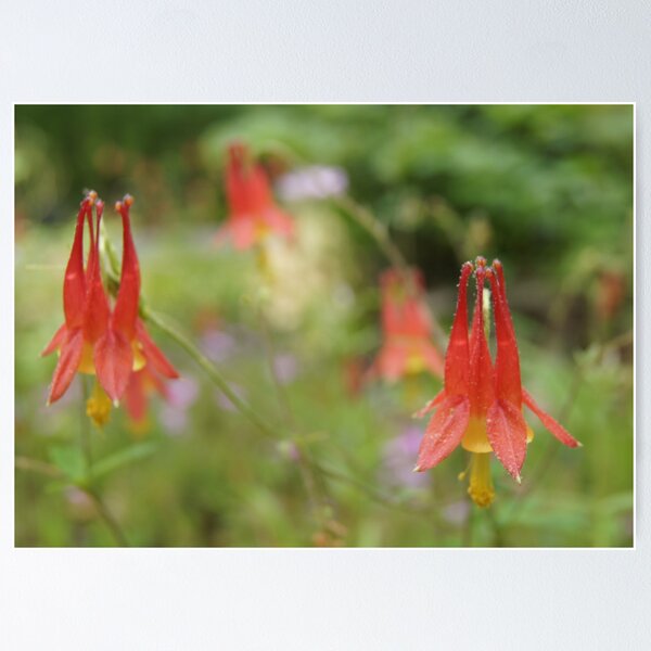 Item preview, Springtime and Columbine... designed and sold by BLemley.