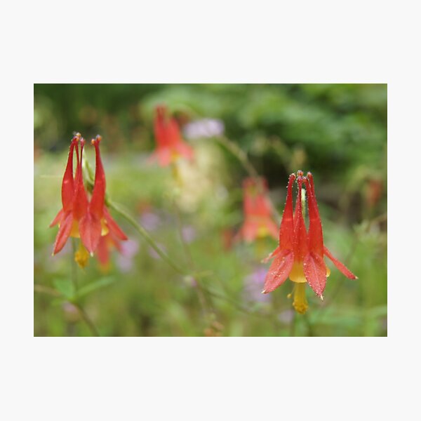 Item preview, Springtime and Columbine... designed and sold by BLemley.