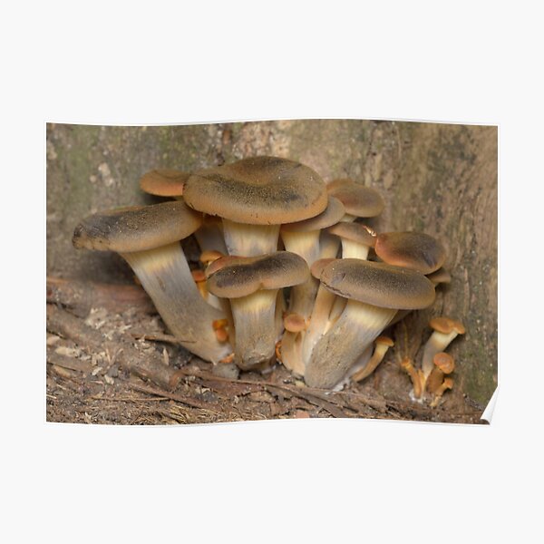 Mushrooms Poster