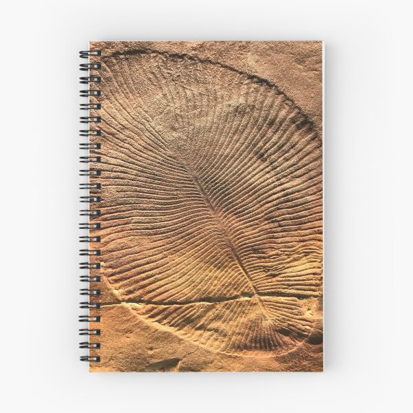 Item preview, Fossil Dickinsonia Costata designed and sold by etakkate.