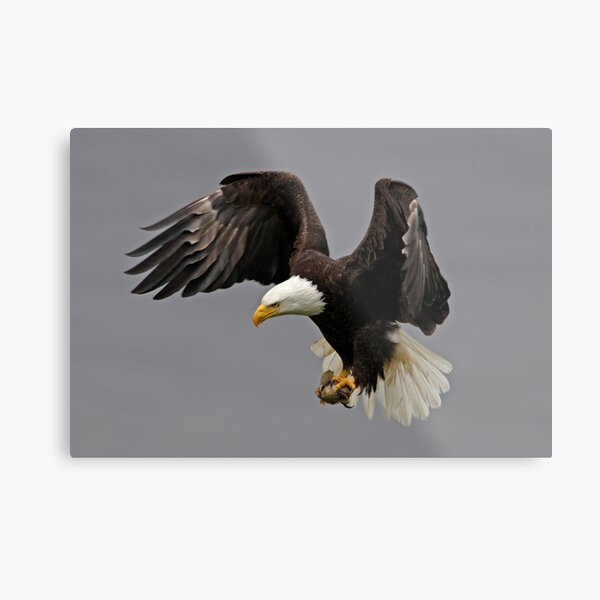 Braking Hard Metal Print