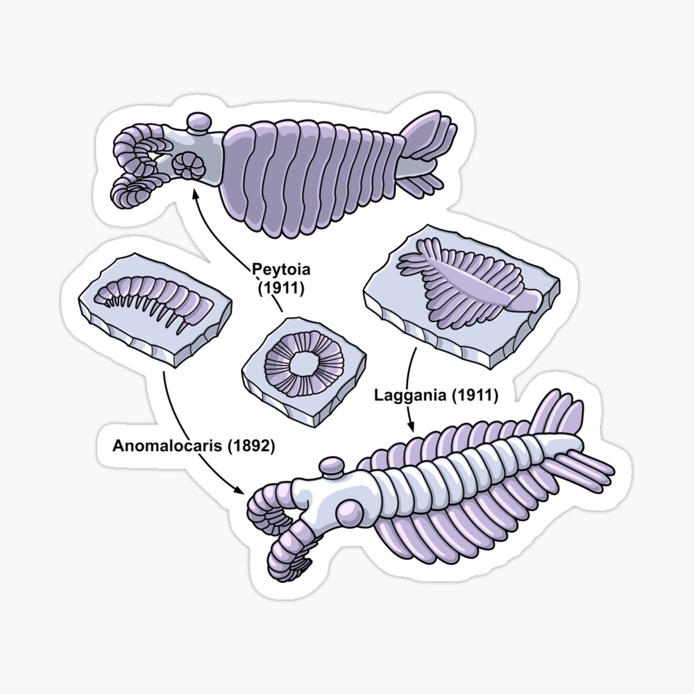 Anomalocaris Fossils