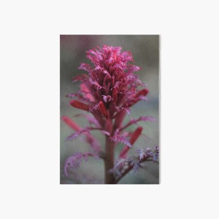 Warrior's Plume Art Board Print