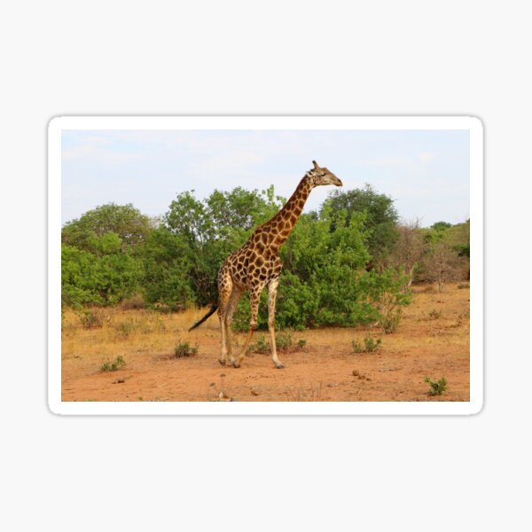 Vista previa del artículo con la obra «Jirafa en movimiento, Chobe, Botswana, África», diseñado y vendido por FranWest.