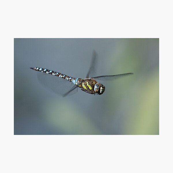 Item preview, Migrant Hawker Dragonfly designed and sold by Nigel Tinlin.
