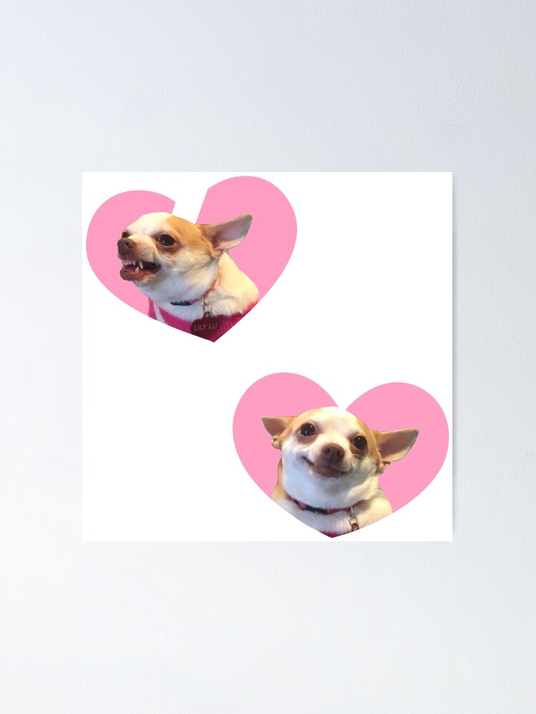 Poster Angry Chihuahua Happy Chihuahua Meme Pink Heart Design De Svargasg Redbubble Poster Angry Chihuahua Happy Chihuahua Meme Pink Heart Design De Svargasg Redbubble