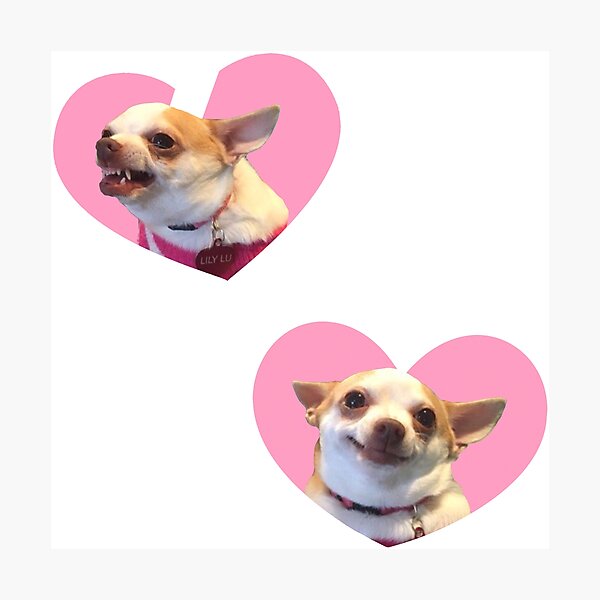 Angry Chihuahua Happy Chihuahua Meme Pink Heart Design Photographic Print By Svargasg Redbubble