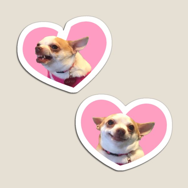 Vista previa del artículo con la obra «Meme de chihuahua enojado/chihuahua feliz Diseño de corazón rosa», diseñado y vendido por Syanis Yarí Vargas González.