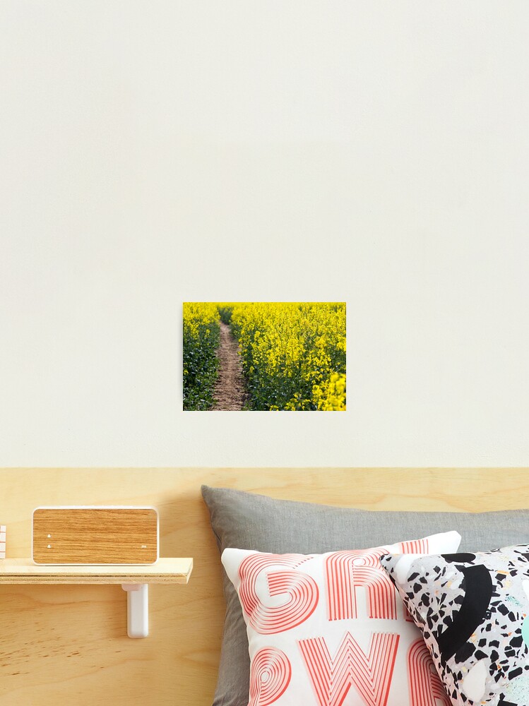 Thumbnail 2 of 3, Photographic Print, Path in a Rapeseed Field designed and sold by nickbeadle.