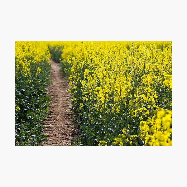Path in a Rapeseed Field Photographic Print