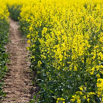 Aperçu de l'œuvre Path in a Rapeseed Field de Nick Jermy