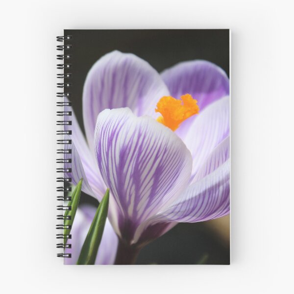 Item preview, Beautiful Variegated Crocus designed and sold by anitahiltz.