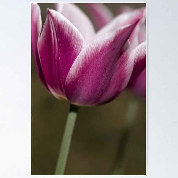 Item preview, Tulips designed and sold by Dania Reichmuth.