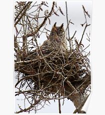 Great Horned Owl Mom and fledgling Poster