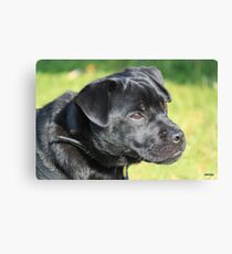 puggy pup Canvas Print