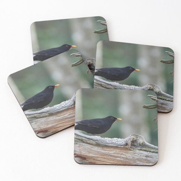 Item preview, Bright orange problems. Eurasian blackbird designed and sold by Jouko Lehto Photography.