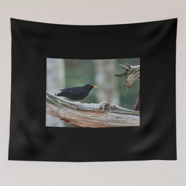 Item preview, Bright orange problems. Eurasian blackbird designed and sold by Jouko Lehto Photography.