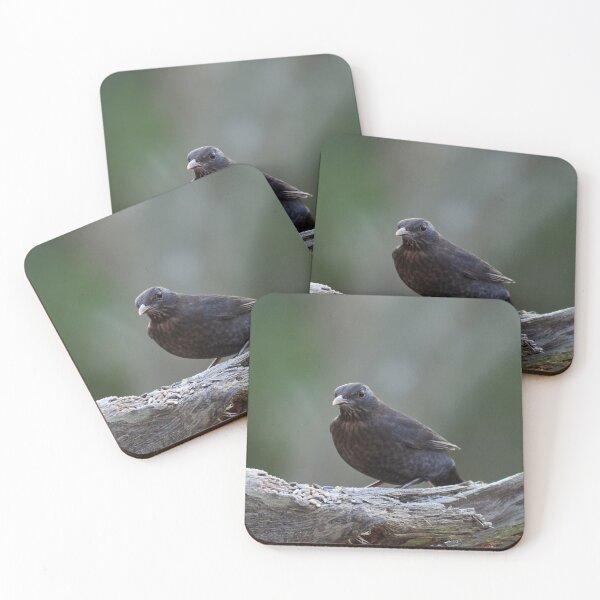 Item preview, Teenage tension. Eurasian blackbird designed and sold by Jouko Lehto Photography.
