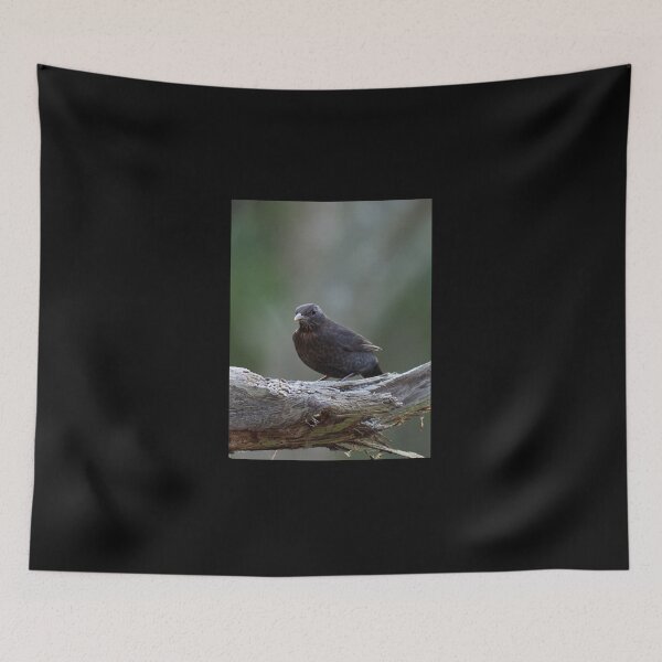 Item preview, Teenage tension. Eurasian blackbird designed and sold by Jouko Lehto Photography.