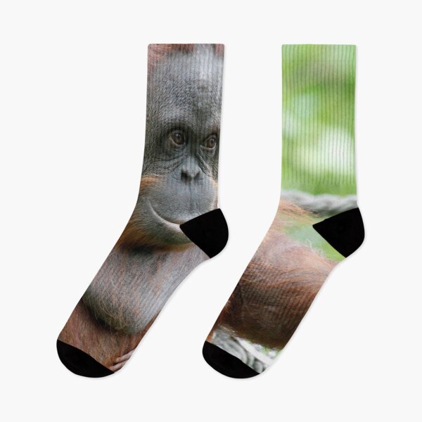 Item preview, OrangUtan 003 designed and sold by JAMFoto.