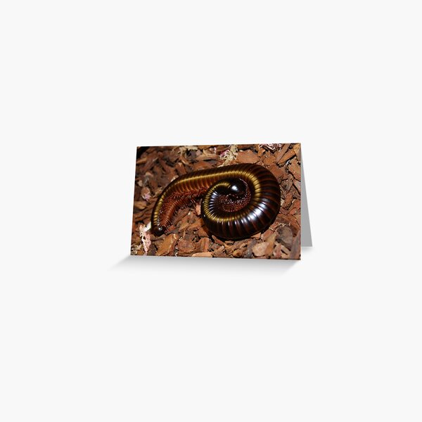 Item preview, Giant African Train Millipede designed and sold by AnnDixon.