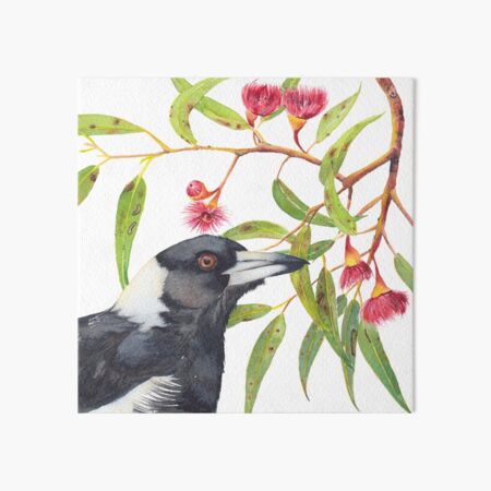 Australian Magpie and eucalyptus blossoms watercolour painting Art Board Print