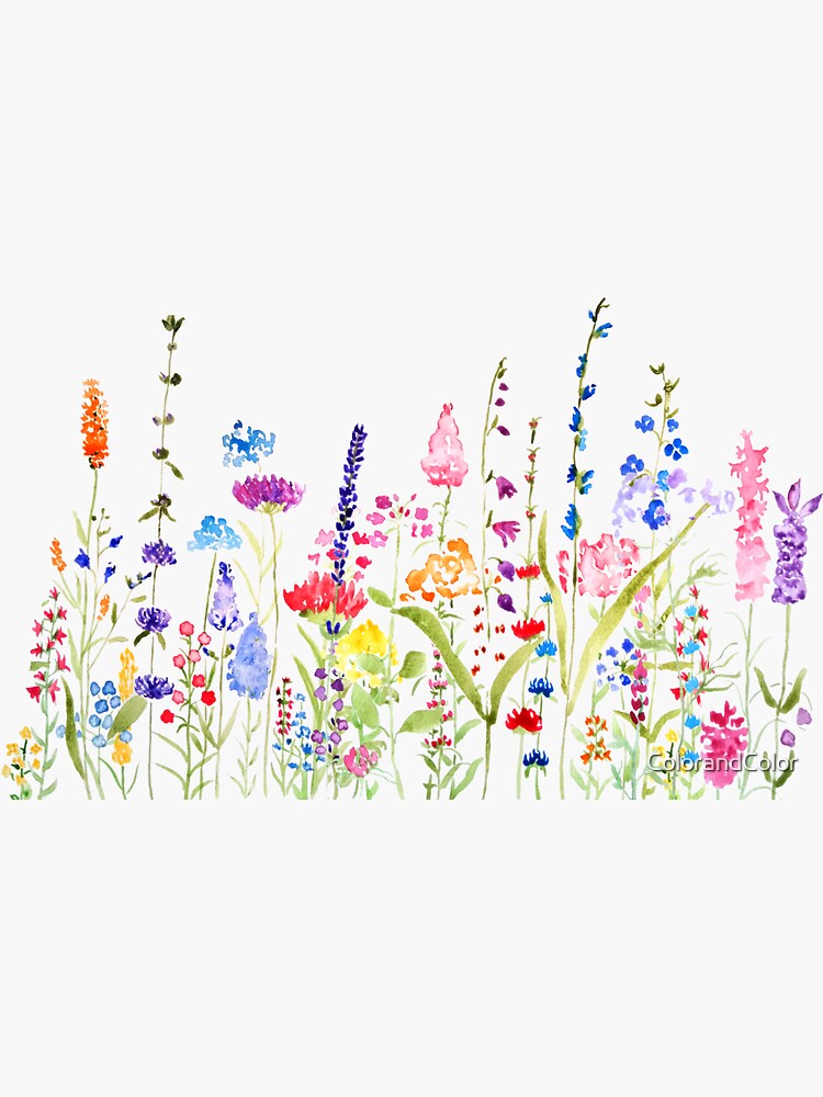 colorful wild flower field by ColorandColor