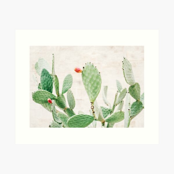 Green cacti | Pastel colored cactus with colorful flowers in Ostuni, Puglia Italy Art Print