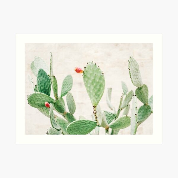 Green cacti | Pastel colored cactus with colorful flowers in Ostuni, Puglia Italy Art Print