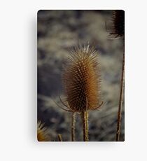Natures Spikes Canvas Print