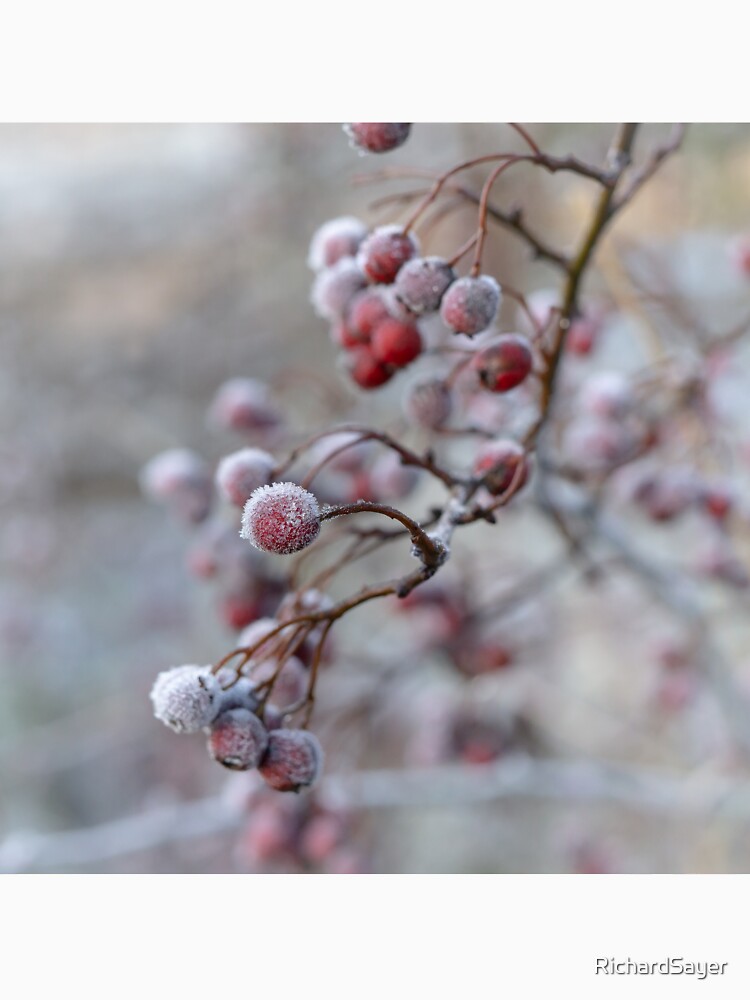 Winter Berry