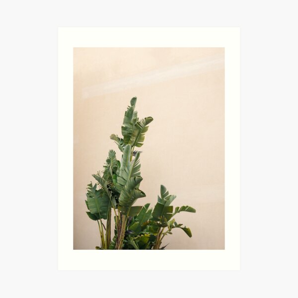 Tropical palms on pastel | Lush greenery in the South of France | Botanical art print Art Print