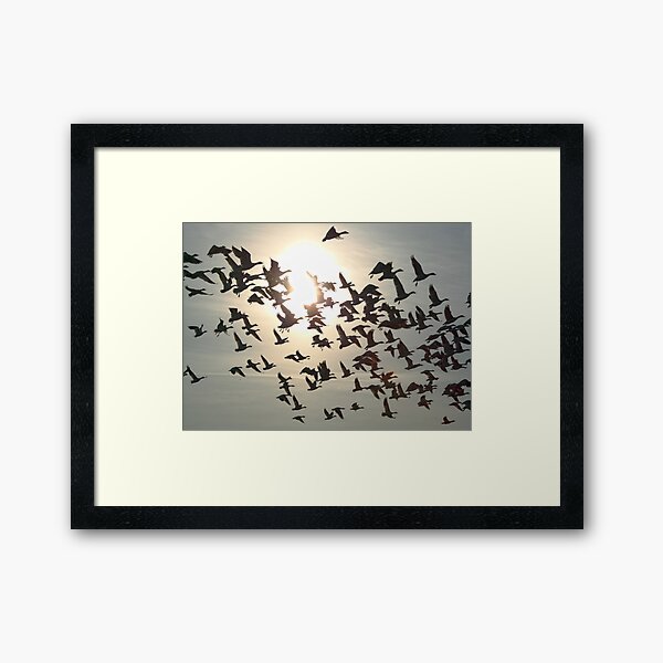 Snow Geese Framed Art Print