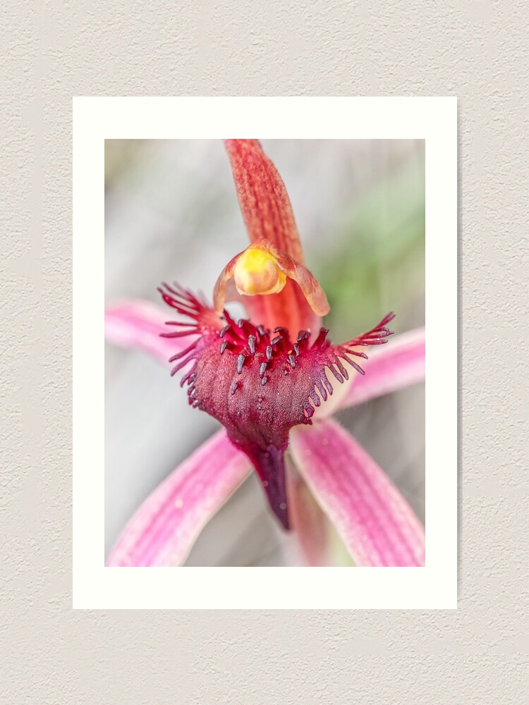 Alternate view of Tailed Spider Orchid Art Print