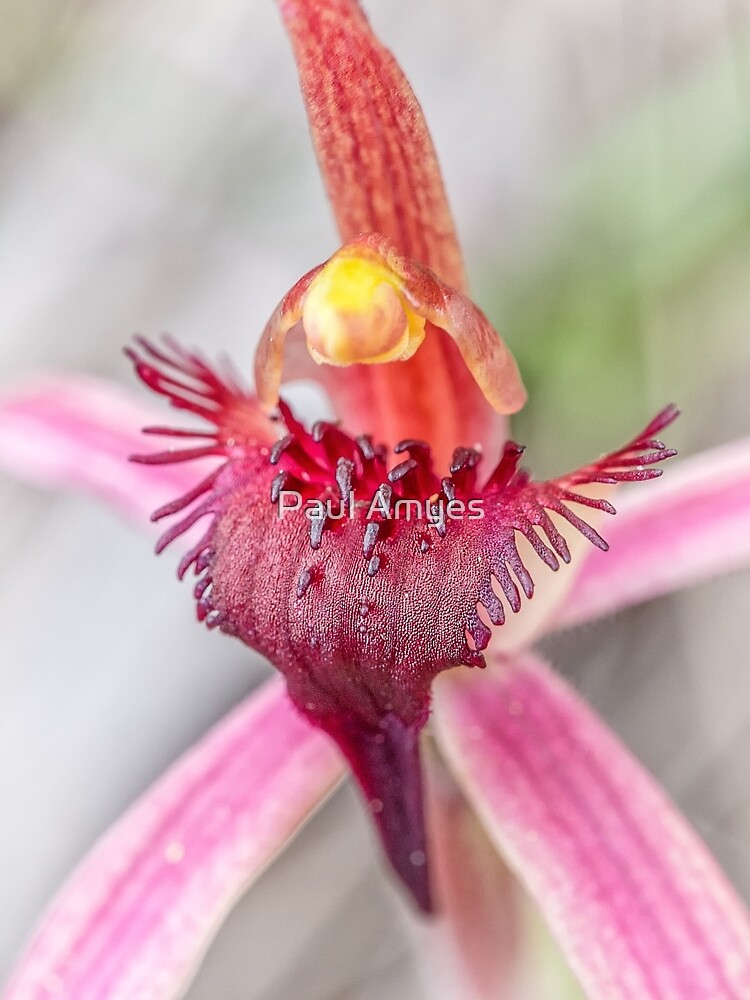 Tailed Spider Orchid by AmyesPhotograph