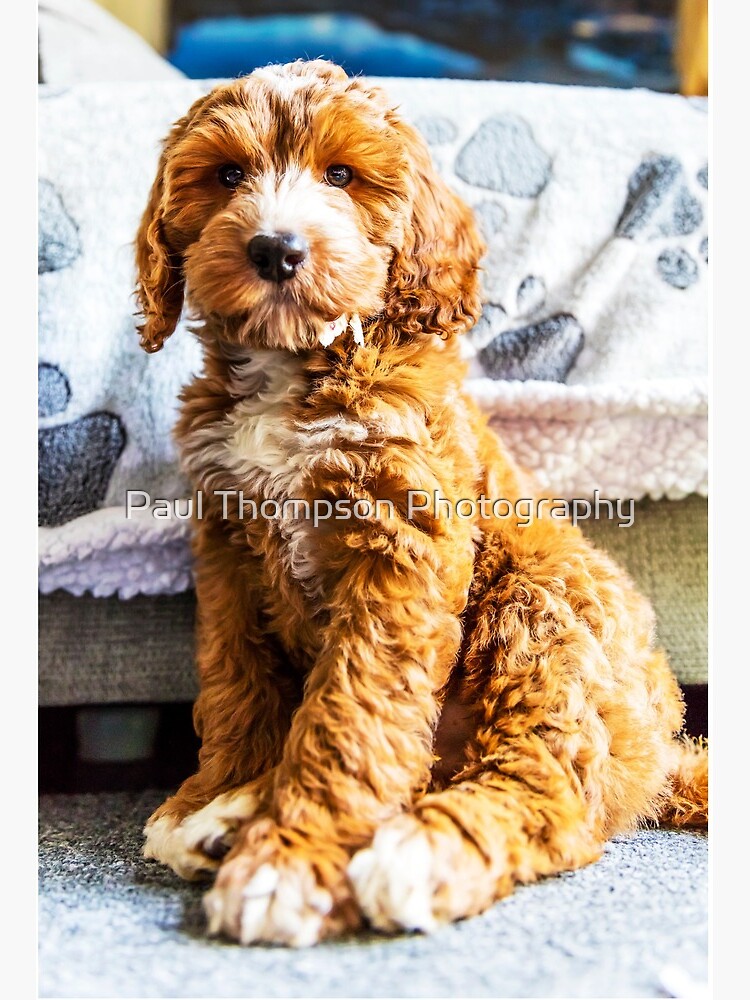 photos of cockapoo puppies