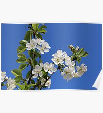 Cherry Blossoms Poster