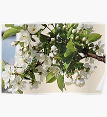 White Sea of Blossoms Poster